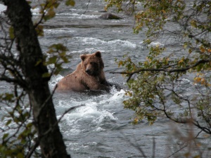 grizzly op zoek naar zalm | Hallo Bay